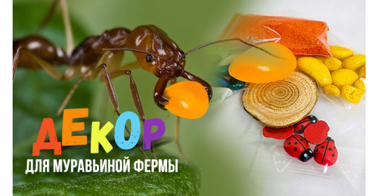 Набор декора в подарок: добавь красоты и эстетики в маленький мир муравьев