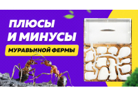 Муравьиная ферма: плюсы и минусы формикария Муравьиная ферма: плюсы и минусы формикария